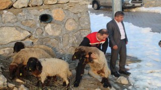 Vahşi hayvan saldırısında 35 koyun telef oldu, devlet yaraları sardı