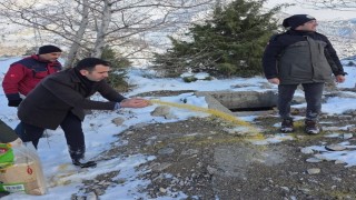 Yabani hayvanlar için doğaya yem bırakıldı
