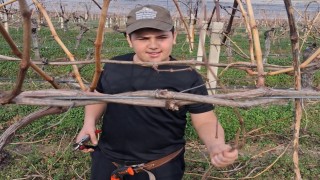 Yağmur bitti, çiftçi bağlara koştu