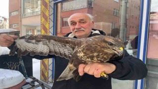 Yaralı boz şahine şefkat eli
