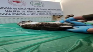 Yaralı bulunan şahin, tedavisinin ardından doğaya salındı