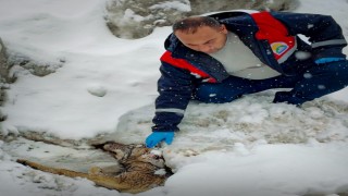 Yaralı halde bulunan kurt tedavi altına alındı