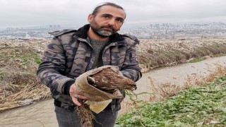 Yaralı şahin kurtarıldı