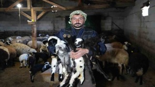 Yeni doğan kuzularla birlikte Erzincanlı besicilerde tatlı bir telaş yaşanıyor