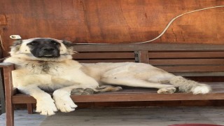Yerleşim yerinde açılan ateş köpeği vurdu, inceleme başlatıldı