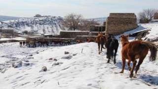 Yılkı atları fotoğrafçıların gözdesi oldu