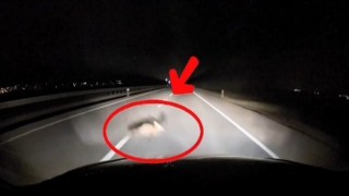 Yola atlayan tilkiye araç çarptı