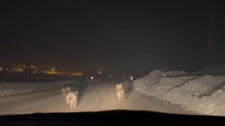 Yüksekovada aç kalan kurt sürüsü köy yoluna indi