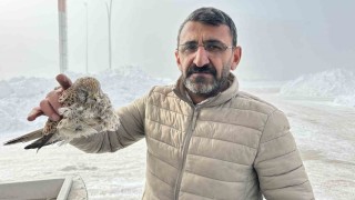 Yüksekovada yürek burkan manzara: Konduğu yerde dondu