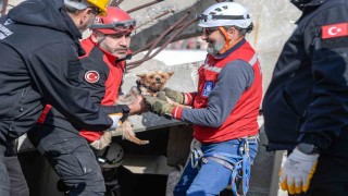 Afetlerde mahsur kalan hayvanlar unutulmayacak