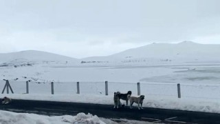 Ağrıda başıboş sokak köpekleri tehlike saçıyor