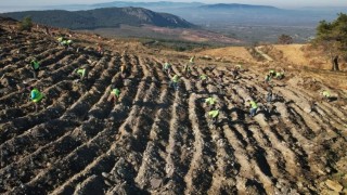 Akhisarda yanan alanlar yeniden yeşeriyor: 2 milyon 325 bin fidan toprakla buluşacak