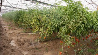 Aksuda sağanak, sel, hortum ve doludan 23 mahalle, 500 çiftçi zarar gördü
