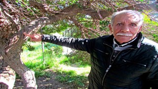 Alaçatıda, sakızın 70 yıllık geçmişini anlattılar