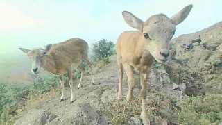 Anadolu yaban koyunu yavrularıyla görüntülendi