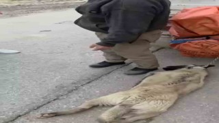 Ankarada kamyonetin arkasına köpeği bağlayıp sürükleyen sürücü gözaltına alındı