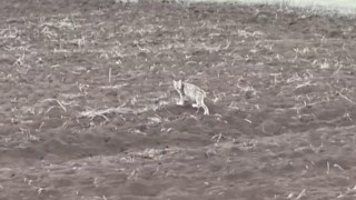 Arazide tek başına yürüyen yavru vaşak, sürüden ayrılan pengueni hatırlattı