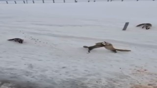 Ardahanda tilkilerin ekmek kavgası kamerada