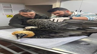 Artvinde sakallı akbaba tedavisinin ardından yeniden doğaya salındı