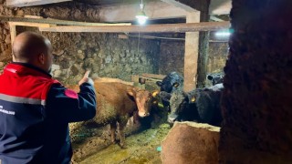 Aydıntepede Kırsalda Bereket Projesi ile üretimler devam ediyor