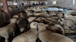 Aydıntepede şap hastalığına yönelik kontroller sürüyor