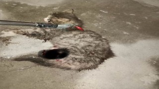 Ayvacıkta otomobilde sıkışan kedi kurtarıldı