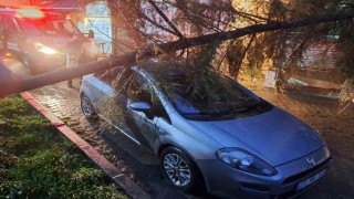 Babaeskide kuvvetli rüzgarda otomobilin üzerine ağaç devrildi