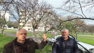 Balıkesirde bademler çiçek açtı