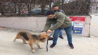 Başıboş sokak köpekleri toplanarak barınağa götürüldü