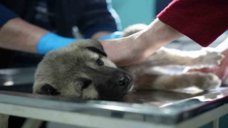Bayburtlu şoförden insanlık dersi: Başka sürücünün çarpıp kaçtığı yaralı köpeğe umut oldu