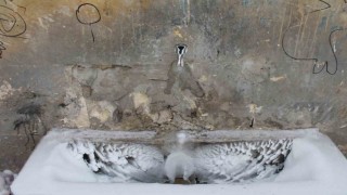 Bayburtta don ve çığ tehlikesine karşı meteorolojinin uyarıları sürüyor