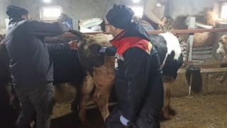 Beyşehirde şap ile mücadelede çalışmaları