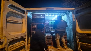 Bilecikte belgesiz hayvan sevkine 52 bin 720 TL ceza