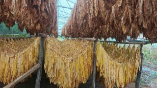 Bilecikte tütün ve ipekböceği için ilk adım atıldı