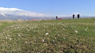 Bitliste kardelen ve çiğdemler açtı