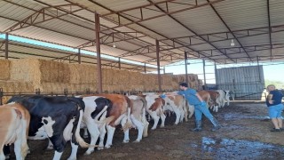 Bozdoğanda Şap Hastalığı sona erdi