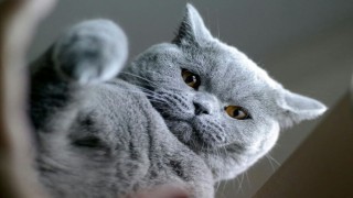 British Shorthair Fiyatları, Bakımı ve Özellikleri