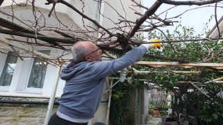 Burhaniyede asmalarda budama sezonu başladı