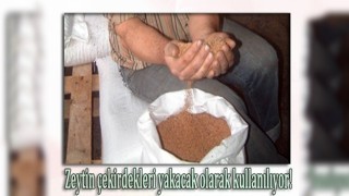 Burhaniyede zeytin çekirdekleri Yunanistana ihraç ediliyor