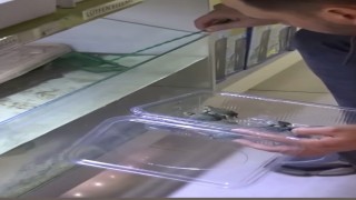 Bursada kaplumbağa operasyonu