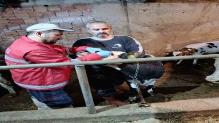 Çarşambada büyükbaş hayvanlara şap ve brucella aşısı