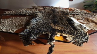 Çukurova Uluslararası Havalimanında leopar postu ve baykuş gözü ele geçirildi