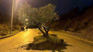 Dağdan kopan zeytin ağacı karayolunu ikiye böldü