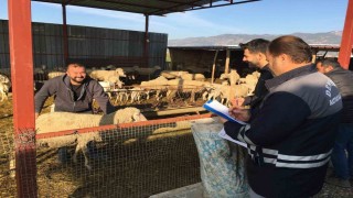 Denizli hayvancılığında sağlık, üretim ve güç bir arada