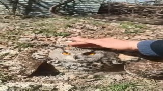 Doğada bulduğu puhu kuşunu ‘fıstık diyerek sevdi