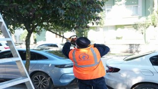 Düzce Belediyesi ağaçları bahara hazırlıyor