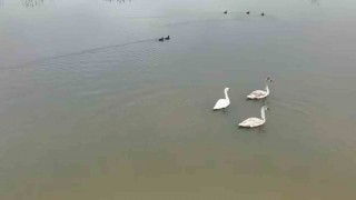 Efteni Gölü kuğuları misafir etti