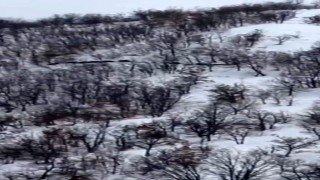 Elazığda domuz sürüsünü ordu geliyor diye kayda aldı