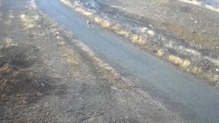 Elazığda mezraya inen kurt görüntülendi