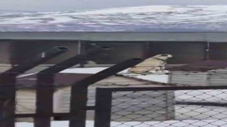 Erzincandaki deprem öncesi Sivastaki Kangal köpekleri tepki verdi